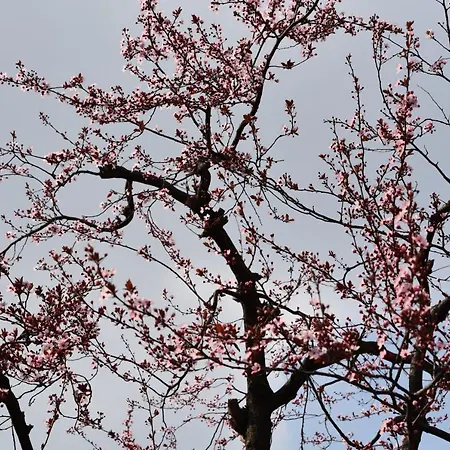 Rho Fiera Flat * Pero